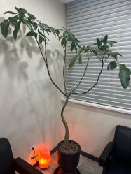 -北京炫美医疗美容