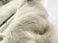 -Heymao猫咖.咖啡厅(东门店)
