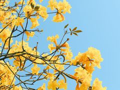 -洲头咀公园