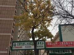 -三里屯东五街银杏大道
