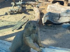 -大连森林动物园