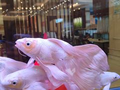 -燕山大酒店-中餐厅