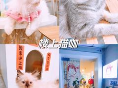 -楼上猫咖(罗湖店)