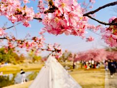 -上海辰山植物园