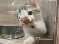 -飞行喵MR PILOT|猫舍·猫咖(静安大融城店)