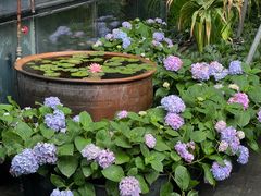 -九月里.自由花园餐厅