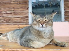 -喵屿·大理花园猫咖