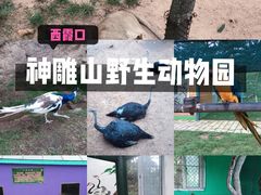 -西霞口神雕山野生动物世界