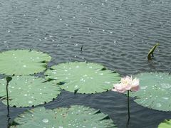 -荷塘月色湿地公园·向阳花洲