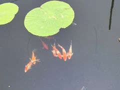 -白洋淀景区