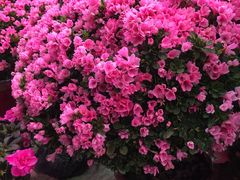 -花鸟鱼虫鲜花绿植市场(玉泉路店)