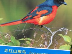 -雀儿山公园
