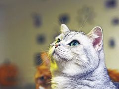 -平行世界·猫咖(首经贸店)