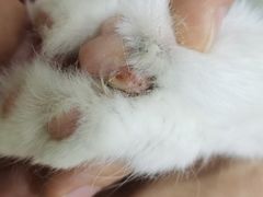 -全心全意连锁动物医院·微创中心·内科急重症·心脏专科(丰管路店)