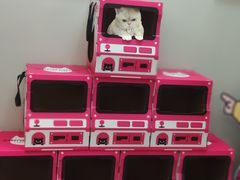 -静宜和她的朋友(星海广场店)