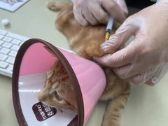 -瑞派动物医院·绝育·犬猫全科·预防医学(光景江南中店)