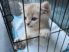 -伟伟宠物医院·瑞派猫友好医院·猫科(光谷店)
