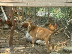 -马陆小张葡萄园农家乐