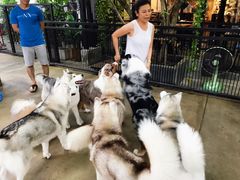 -TrueLove @ Neverland (Husky Cafe)