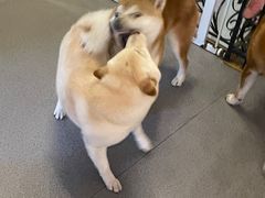 -喜柴咖啡·柴犬狗咖