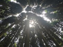 -武陵山森林公园