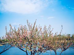 -永定河休闲森林公园