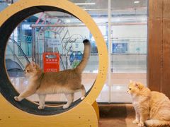 -大型宠物商超·宠海王国·宠物猫狗活体·用品·美容(新世界百货重庆店)