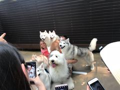 -TrueLove @ Neverland (Husky Cafe)