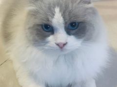 -平行世界·猫咖(首经贸店)