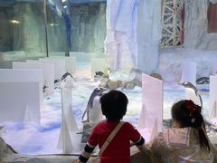 -芜湖新华联大白鲸海洋公园