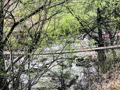 -黑河国家森林公园