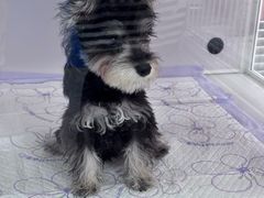 -翊宠yipet猫狗购宠庄园犬舍•猫舍