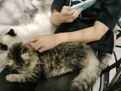 -猫亿天猫咖