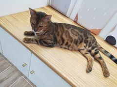 -李小姐の猫咖啡馆(五角场店)