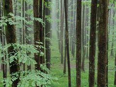 -山王坪喀斯特国家生态公园
