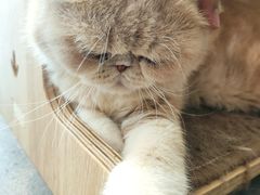 -飞行喵MR PILOT|猫舍·猫咖(静安大融城店)