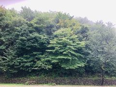 -牛背梁国家森林公园