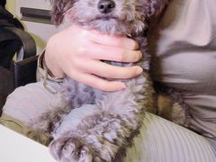 -FAELING PETS美天灵宠物(富力广场店)