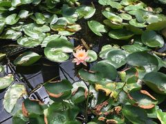 -白洋淀景区