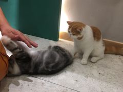 -飞行喵MR PILOT|猫舍·猫咖(静安大融城店)