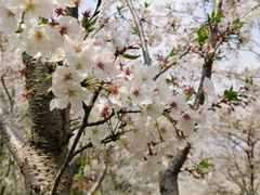 -高东镇樱花园