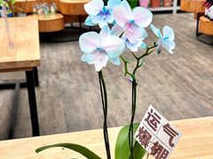 -荷兰花海