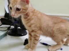 -瑞鹏宠物医院·骨科·猫科·内科(第一中心)