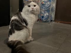 -Mr.Fox狐狸先生超级密室(南山店)