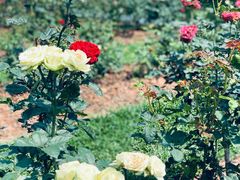 -人民公园(罗湖区)