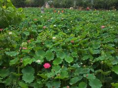 -长安上水缘度假庄园