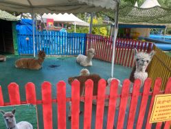 -萌宠亲子动物乐园(槐房万达店)