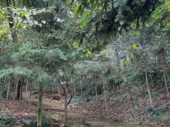 -上海佘山国家森林公园天马山园