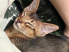 -中农国际动物医院24小时·猫科·骨科·急重症中心