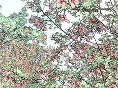 -天适樱花悠乐园